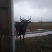 گاو چالوسی جوان          لیشه ورزا