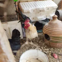 تخم نطفه دار مرغ جاپنیز