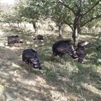 بوقلمون محلی|حیوانات مزرعه|همدان, |دیوار