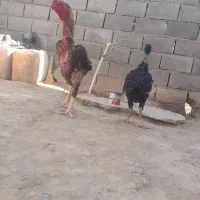خروس و مرغ|حیوانات مزرعه|تربت جام, المهدی|دیوار