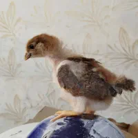 هزار عدد جوجه گلپایگان ۲۰روزه