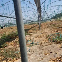 اجاره و فروش گلخانه و یه هکتار زمین کشاورزی
