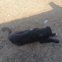 دوتا توله سگ چهار ماهه دورگ.افغان و خراسانی