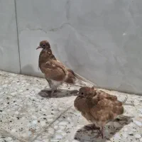 کبوتر زرد دم سفید کنار تر