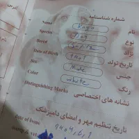 حیوانات خانگی