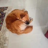 سگ اشپیتز و پامر|سگ|کرمان, |دیوار