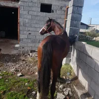 اسب فروشی|اسب و تجهیزات اسبسواری|رویان, |دیوار