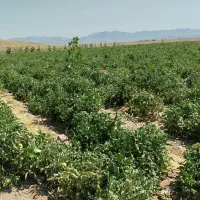 گوجه درجه یک ودستچین و تازه امروز جمع شده ازسرزمین|خوردنی و آشامیدنی|مشهد, شیرحصار|دیوار