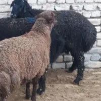 بره نر و ماده نیم بند سیاه سام