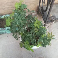 گل طبیعی