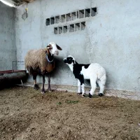 2عدد گوسفند بره دار یکی دوقلو