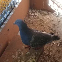 کبوتر شیخی و پلاکی|پرنده|بناب, |دیوار