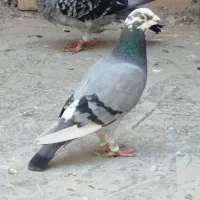 نروماده ضمانتی|پرنده|مشهد, شهید علی محمدی|دیوار