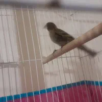 گلبسر|پرنده|بافت, |دیوار