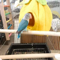 طوطی برزیلی ابی اوپال