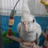 طوطی البینو تمام سفید|پرنده|رشت, آب آسیاب|دیوار