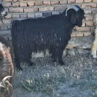 بزغاله هایی نر درشت گوشتی