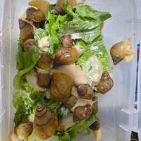 حلزون نژاد آچاتینا