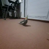 عروس هلندی|پرنده|اشنویه, |دیوار