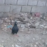 کیف معاوضه کفتر