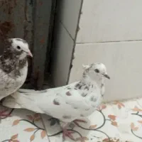 پرشی|پرنده|جیرفت, |دیوار