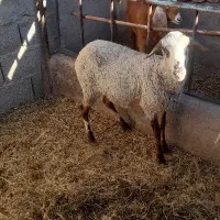 میش وبره لاکن|حیوانات مزرعه|کرمان, |دیوار