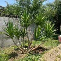 هرس و علف تراشی کلتیواتور|خدمات باغبانی و درختکاری|ساری, |دیوار