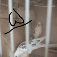 عروس هلندی دوکت البینو دوکت لوتینو زعفرونی|پرنده|مشهد, سیلو|دیوار