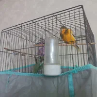 قناری بخون (شلاقی)  مست مست|پرنده|شاهین‌شهر, شهرک هشت بهشت|دیوار