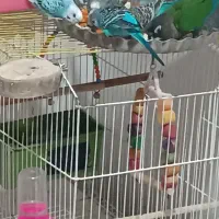 مرغ عشق|پرنده|کیلان, |دیوار