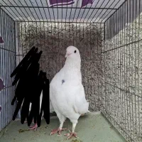 کفتر نر سفید مهر پرشی