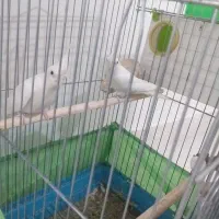 عروس هلندی|پرنده|سرپل ذهاب, |دیوار