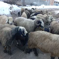 میش داشت بختیاری .قوچ .میش زاییده