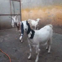 بز پاکستانی  دودندان وبز دوبرسانن|حیوانات مزرعه|مشهد, خلق آباد سفلی|دیوار