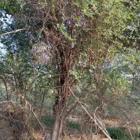 درخت رایگان|خدمات باغبانی و درختکاری|وحدتیه, |دیوار