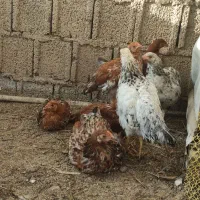 مرغ خروس نیمچه|حیوانات مزرعه|رشت, سیا اسطلخ|دیوار