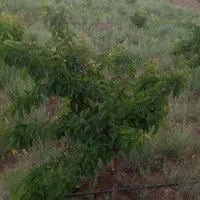 باغ ۵۰۰۰ متری|فروش زمین و ملک کلنگی|فریمان, |دیوار