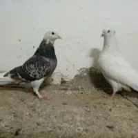 کفتر آماده