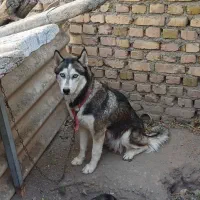 سگ .|سگ|محمدیه-قزوین, |دیوار