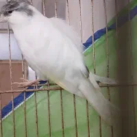 قناری نر