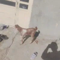 کهره پاکستانی اصل شیری