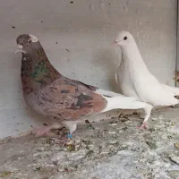 کبوترهماسرور|پرنده|کهریزک, |دیوار