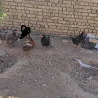 مرغ محلی. ولایتی