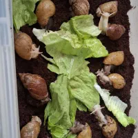 فروش حلزون(قیمت مناسب)|خزنده|بروجرد, |دیوار