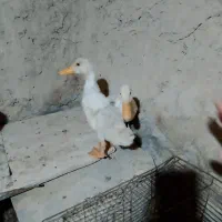 دوتا اردک فروشی