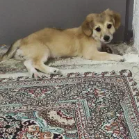 واگذاری سگ|سگ|شیراز, تحویلی|دیوار