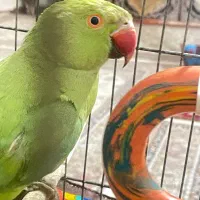 ملنگو معاوضه هم میکنم