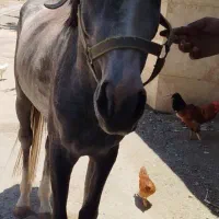 فروش|اسب و تجهیزات اسب‌سواری|نظرآباد, نجم آباد|دیوار