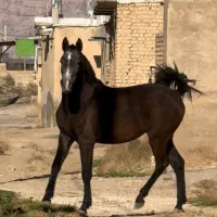 فروش اسب نریون|اسب و تجهیزات اسب‌سواری|شیراز, ابیوردی|دیوار