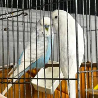 مرغ عشق انگلیسی مولد